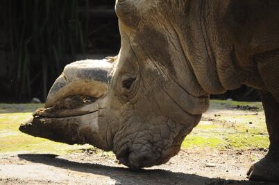 Sudáfrica reduce 12% la caza furtiva del rinoceronte