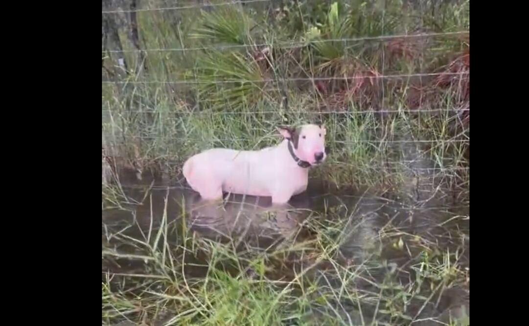 Perrito abandonado en Florida. Foto: tomada de video