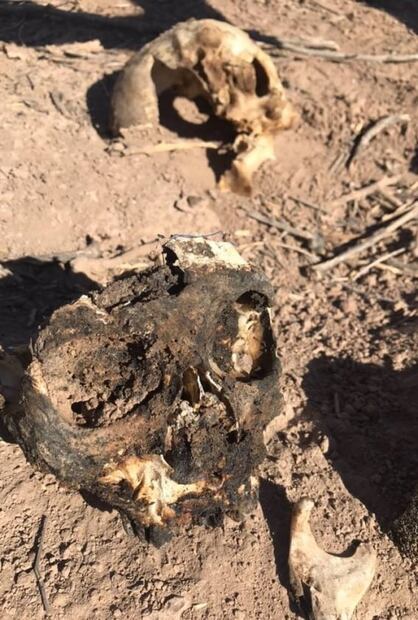 "Sonora es una fosa común"; colectivo halla más de 20 cuerpos, algunos calcinados