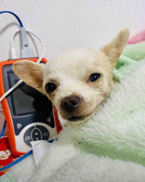 Pincky, el pequeño gran héroe herido por defender su casa de ladrones en Nayarit