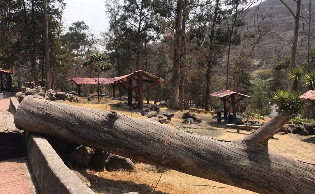El Parque de Los Ciervos adquirió su nombre de cientos de venados que habitaron en esta porción de bosque. Foto: Rebeca Jiménez / EL UNIVERSAL