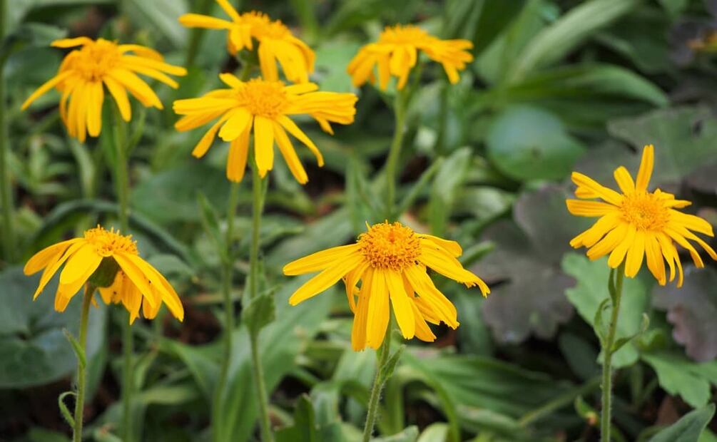 Foto: Wikimedia Commons.