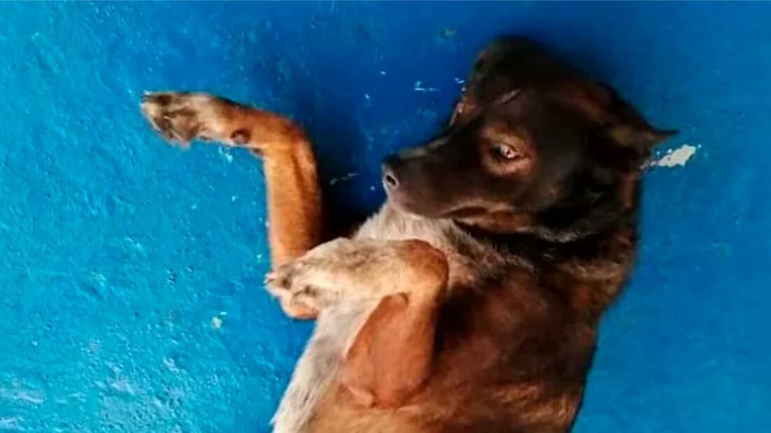 Perrita Bella. Foto: Especial