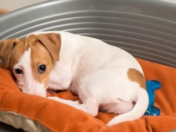 ¿Qué hacer si tu perro tiene un bulto duro?; consejos de una etóloga para dueños