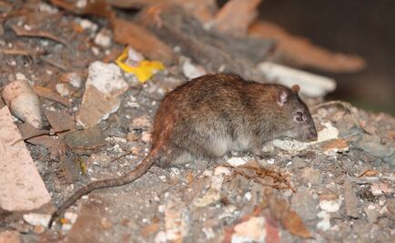 Rata con "flexibilidad sexual" puede derivar en macho o hembra