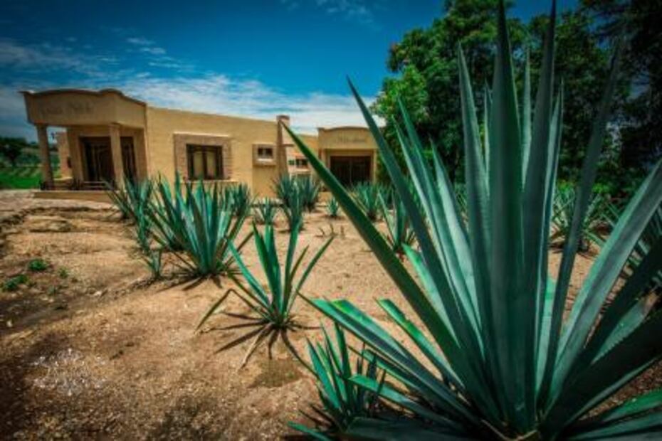 Conoce otras bebidas destiladas de agave
