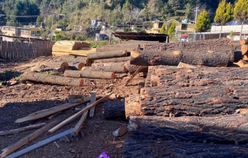 Desmantelan 5 centros de almacenamiento de madera en Morelos