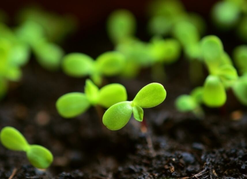 Así puedes germinar las semillas del limón, olvídate de comprarlo en el super