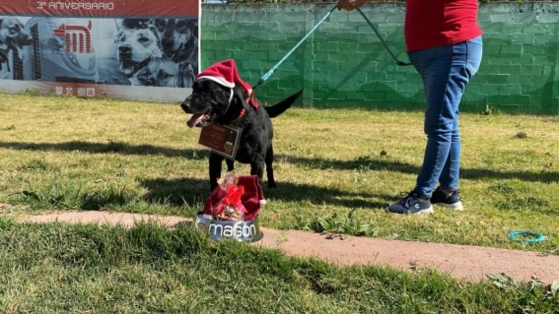 Perritos rescatados del Metro llevarán cartas a los Reyes Magos 