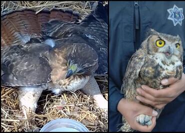 Rescatan dos búhos y un águila real lesionadas en Aguascalientes