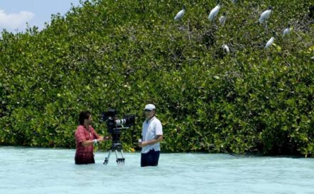 Nat Geo cuenta la vida de los manglares mayas