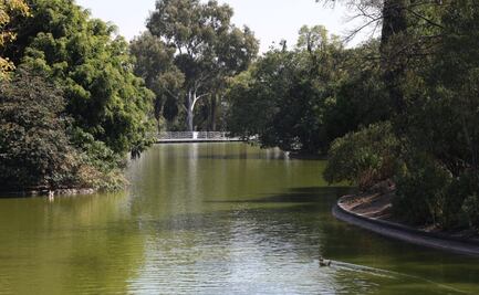 Realizan limpia y saneamiento de lagos de la Segunda Sección del Bosque de Chapultepec