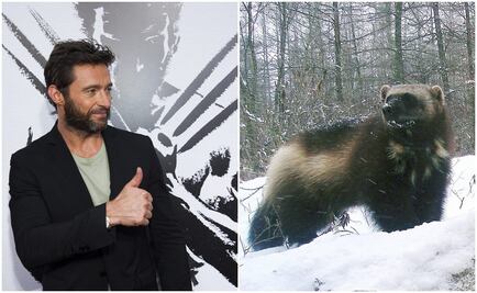 Hugh Jackman no sabía en qué animal se inspira Lobezno de "X-Men"