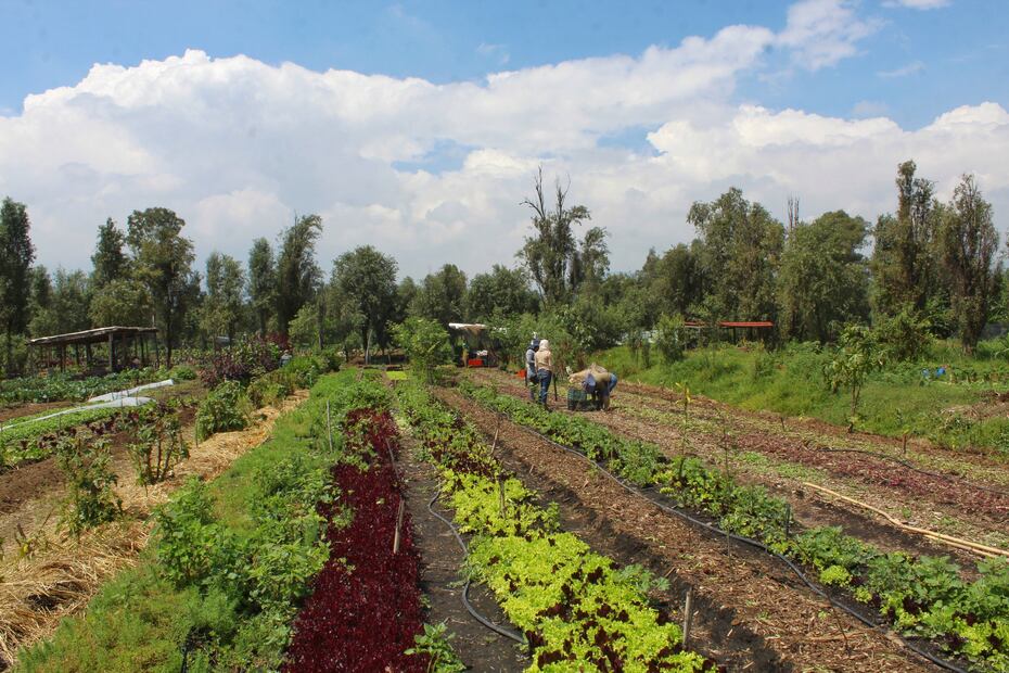 Chinampas en Xochimilco
