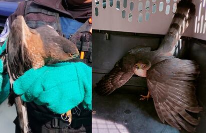 Brigada de Vigilancia Animal de la SSC resguarda a gavilán que se metió a domicilio de la Miguel Hidalgo