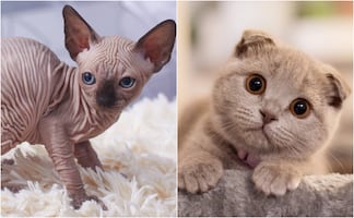 ¿Un país sin gatos esfinges ni Scottish Fold? Esta nación los prohibirá a partir del 2026