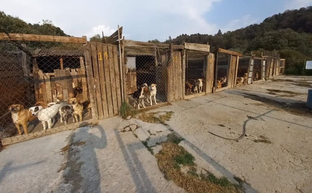 Refugio de animales Huellitas Amecameca. Foto: Especial