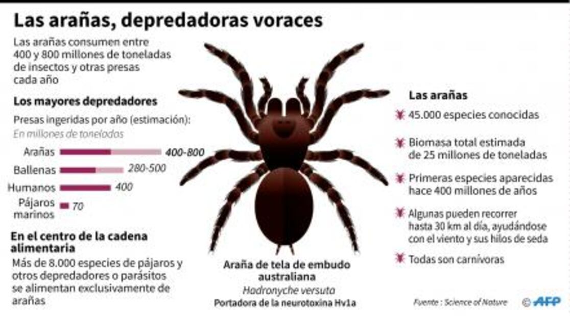 Las arañas devoran hasta 800 millones de toneladas de presas al año