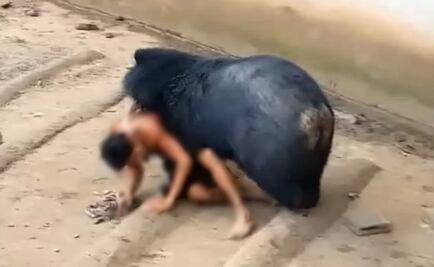 Video. Turista sobrevive al feroz ataque de un oso en Tailandia