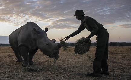 Rinoceronte aplasta y mata a guía en parque de Zimbabue