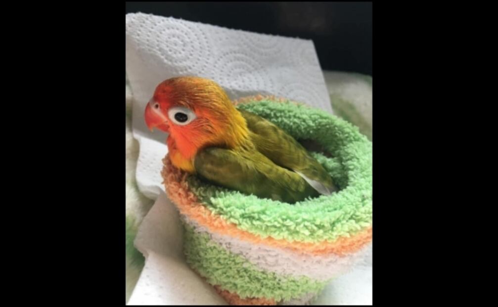 Ofrecen recompensa por encontrar a Moly, ave desaparecida en Reynosa