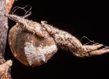 Hyptiotes cavatus, la araña que se catapulta hacia sus presas