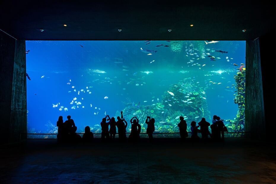 Foto: Gran Acuario Mazatlán Mar de Cortés