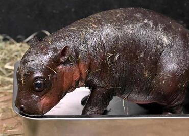 Dan bienvenida a hipopótamo pigmeo recién nacido en zoológico de Virginia; lanzan encuesta para decidir su nombre