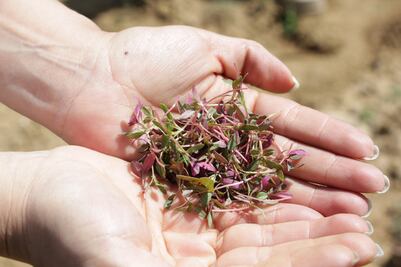 Amaranto podría bajar niveles de desnutrición en México: expertos