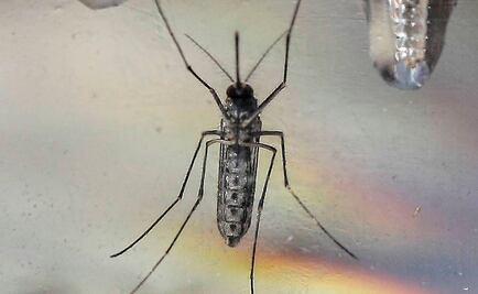 Investigadores hallan virus zika en mosquito común