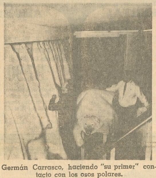 Ataque de un oso polar: la odisea de un reportero de EL UNIVERSAL en el Polo Norte en 1968