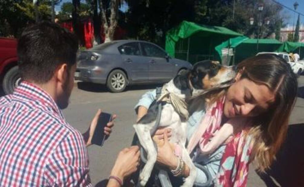 Hallan a Mika, la perrita que extravió Interjet