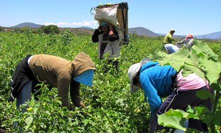Este año, 26 mil trabajadores agrícolas mexicanos viajarán a Canadá para laborar legalmente