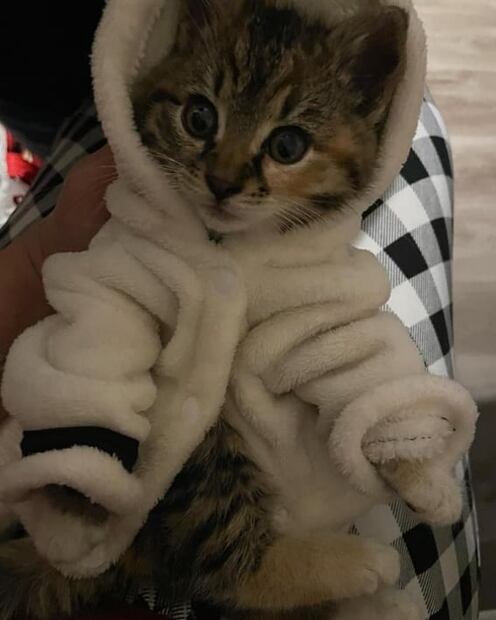 Familia descubre un gato atrapado en el motor de su auto durante trayecto en carretera