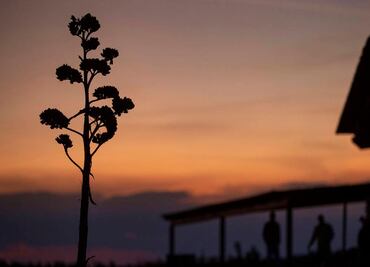 Guanajuato: territorio ancestral para destilar mezcal