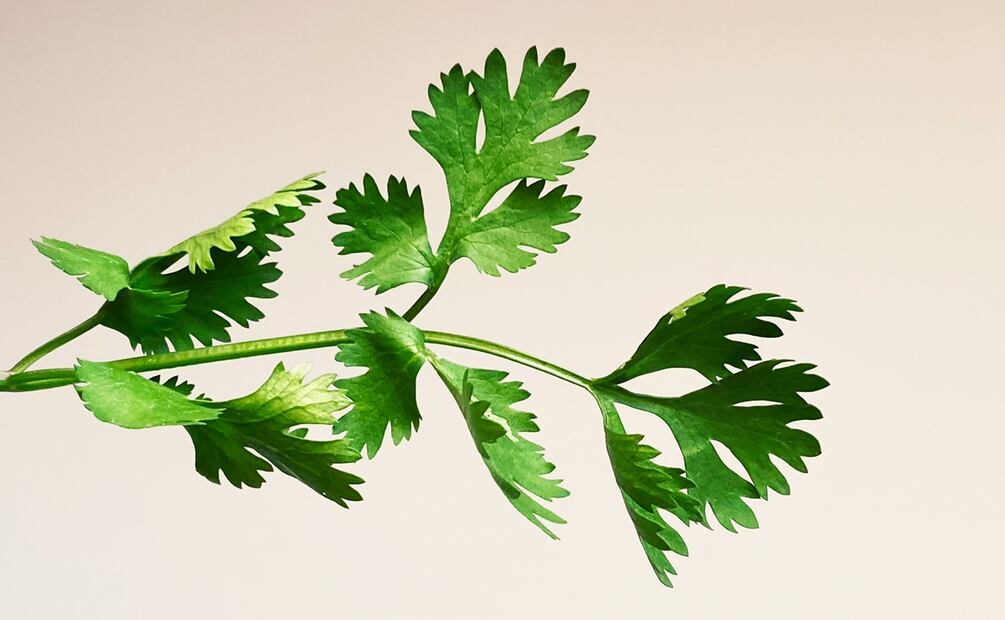 Así puedes sustituir el cilantro en tus comidas. Foto: Unsplash