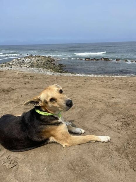 “Vaguito”, el perrito que todos los días espera en la playa a que regrese su dueño