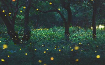 Bosque Esmeralda, el santuario de las luciérnagas que seguro no conoces