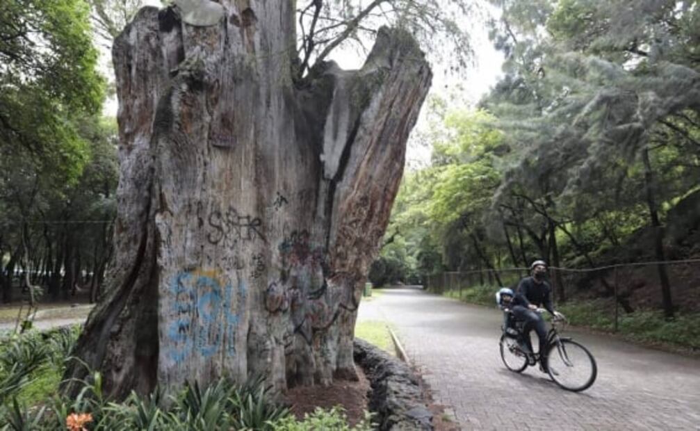 Los ahuehuetes de Chapultepec, árboles sagrados, pero profanados