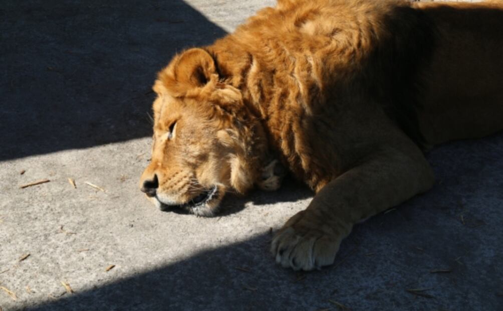 Tras cinco meses, finaliza traslado de más de 200 felinos del refugio Black Jaguar-White Tiger a 20 entidades del país 