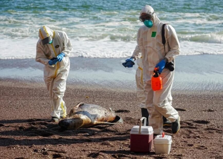 Reportan 3 mil 500 muertes de lobos marinos en Perú por presunta gripe aviar