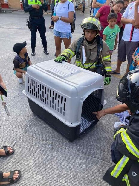 Mono araña se columpia en cables y provoca incendio en casa de Playa del Carmen