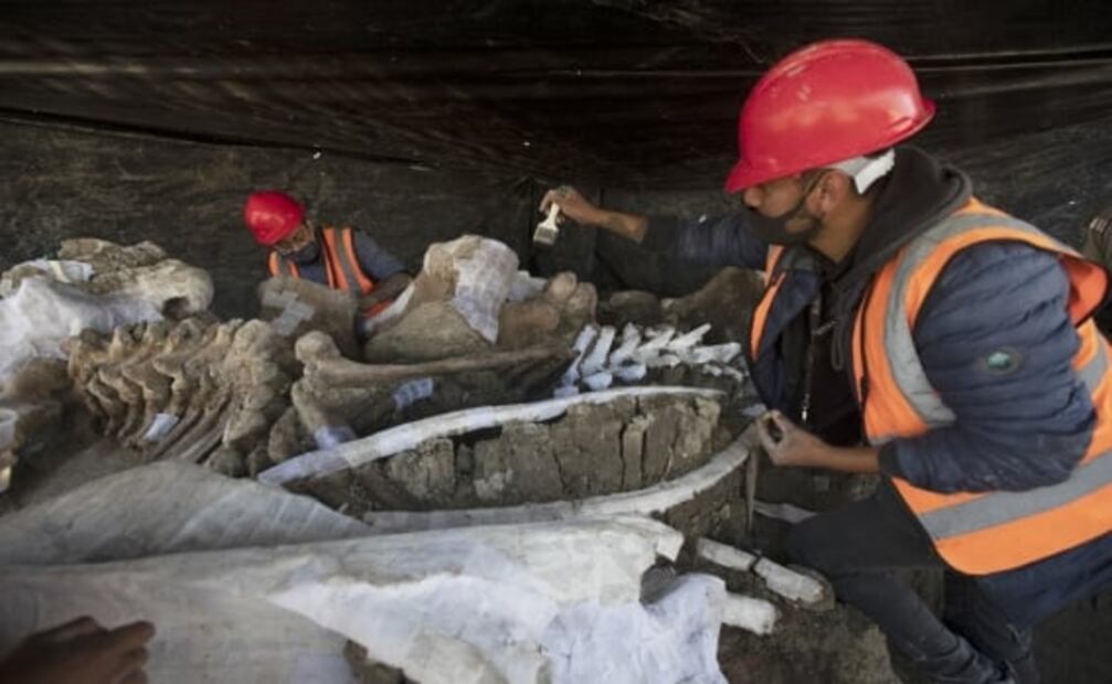 World’s largest mammoth central found in Mexico's new airport could solve the riddle to their extinction