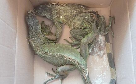 Guardia Nacional asegura iguanas, tortugas, boas y tarántulas en autobús de Puebla