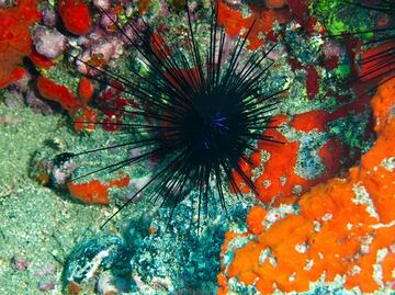 Cambio climático arrebata el color de los arrecifes de coral