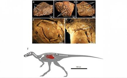 Hallan un dinosario con su última comida en las entrañas