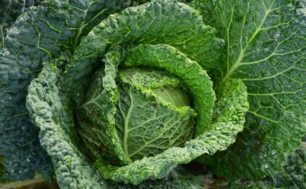 Verdura que ayuda a reducir el colesterol