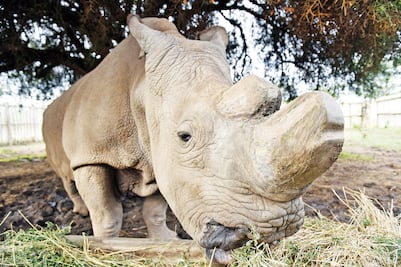 China reanudará la legalización de productos a base de rinoceronte y tigre