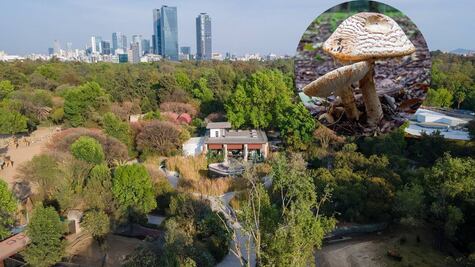 Cuándo será Spora, el Festival del Bosque de Chapultepec