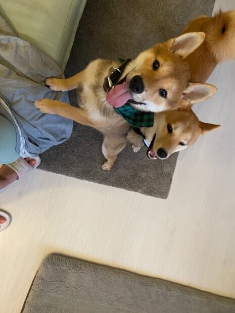 Dueños de Maple dudan que cenizas sean de su perrito; denuncian caso en Fiscalía